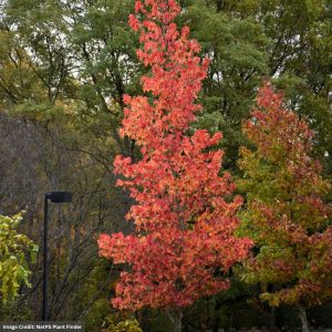 Sweet Gum – 2.5-3″ Caliper – B&B