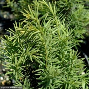 Yew – H.M. Eddie – 4-5ft – B&B