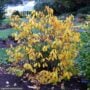 Spicebush – #2 Container