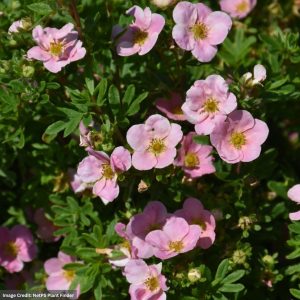 Potentilla – Pink Beauty – #2 Container