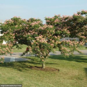 Silk Tree (Mimosa) – Pink – #2 Container
