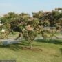 Silk Tree (Mimosa) – Pink – #3 Container