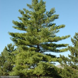 Eastern White Pine – Semi-Sheared – 7-8ft – B&B