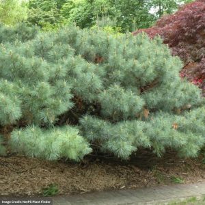 Eastern White Pine – Dwarf – #3 Container
