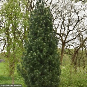 Eastern White Pine – Stowe Pillar – 3-4ft – #10 Container