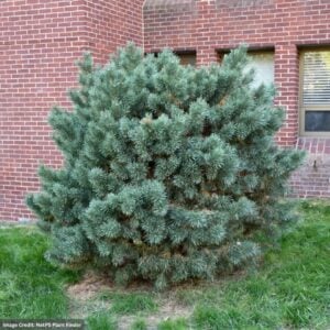Scotch Pine – Globe – #3 Container