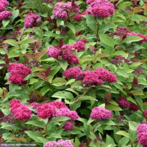 Spirea – Double Play Doozie® – #3 Container