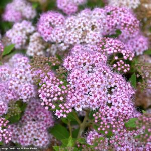 Spirea – Little Princess – #2 Container