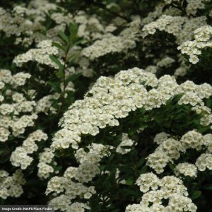 Spirea – Snowmound – #3 Container