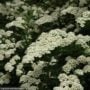 Spirea – Snowmound – #3 Container
