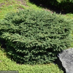 Spruce – Birds Nest (Premium) – #2 Container