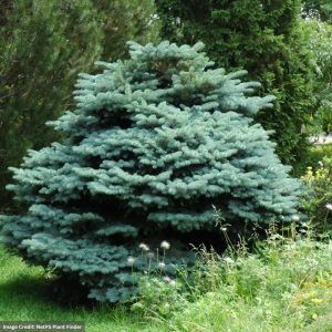 Blue Spruce – Dwarf Global – #2 Container
