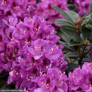 Rhododendron – Anah Kruschke – #6 Container