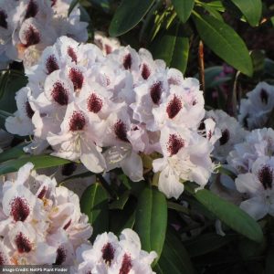 Rhododendron – Calsap – #2 Container
