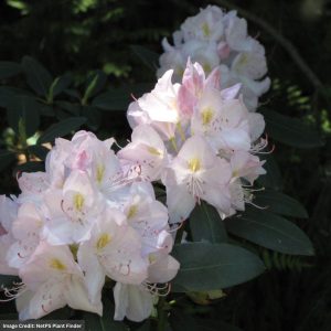 Rhododendron – Album Catawba – #10 Container