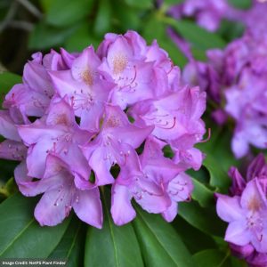 Rhododendron – Purple (Purpureum) Elegans – #3 Container