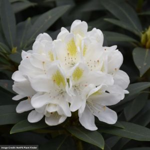 Rhododendron – Chionoides – #3 Container