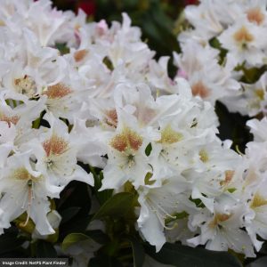 Rhododendron – Cunningham’s White – #5 Container