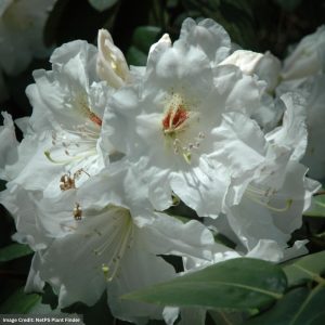 Rhododendron – Dora Amateis – #2 Container