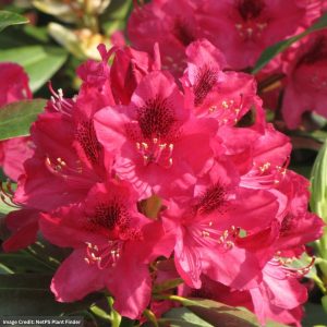 Rhododendron – Nova Zembla – #5 Container