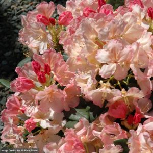 Rhododendron – Percy Wiseman – #2 Container