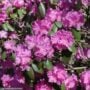 Rhododendron – PJM – #2 Container