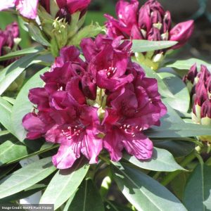 Rhododendron – Polar Night – #3 Container
