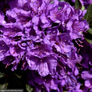 Rhododendron – Purple Gem – #1 Container