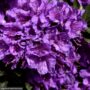 Rhododendron – Purple Gem – #1 Container