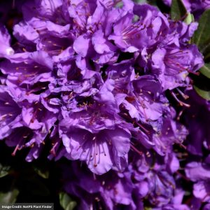 Rhododendron – Purple Gem – #2 Container
