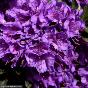 Rhododendron – Purple Gem – #2 Container