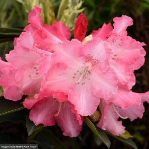 Rhododendron – Solidarity – #2 Container