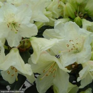 Rhododendron – Towhead – #1 Container