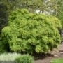 Japanese Maple – Green Laceleaf (Premium) – #2 Container