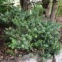 Holly – Meserve Blue Prince (M) – #3 Container