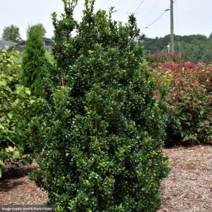 Holly – Meserve Castle Wall (M) – 3-4ft – #10 Container