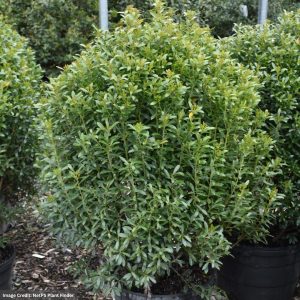 Inkberry Holly – Compact – 2-3ft – #10 Container