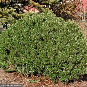 Inkberry Holly – Shamrock – 2-3ft – #10 Container