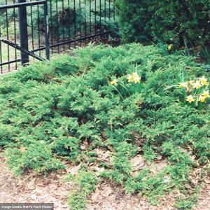 Juniper – Green Sargent – #3 Container