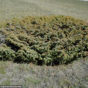 Juniper – Common Compact – #1 Container