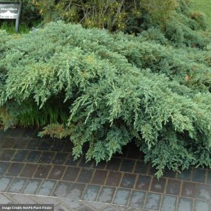 Juniper – Blue Carpet – #1 Container