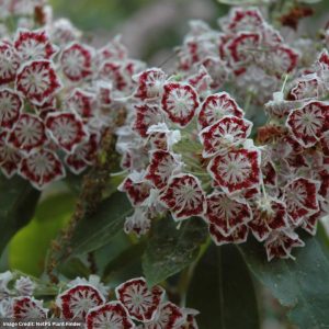 Mountain Laurel – Bullseye – #2 Container