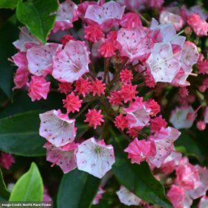 Mountain Laurel – Ostbo Red – #2 Container