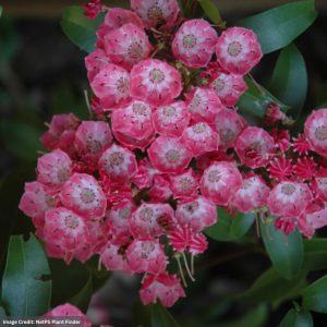 Mountain Laurel – Pink Charm – #2 Container