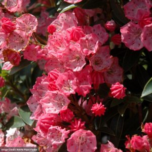 Mountain Laurel – Tiddlywinks – #2 Container