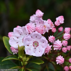Mountain Laurel – Tinkerbell – #2 Container