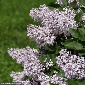 Lilac – Dwarf Miss Kim – #2 Container