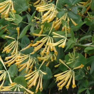 Honeysuckle – John Clayton – #2 Container