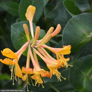 Honeysuckle – Mandarin – #2 Container