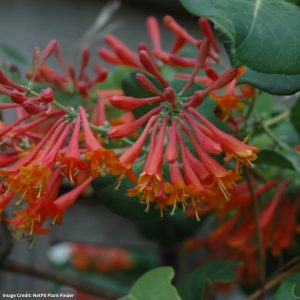 Honeysuckle – Dropmore Scarlet – #2 Container